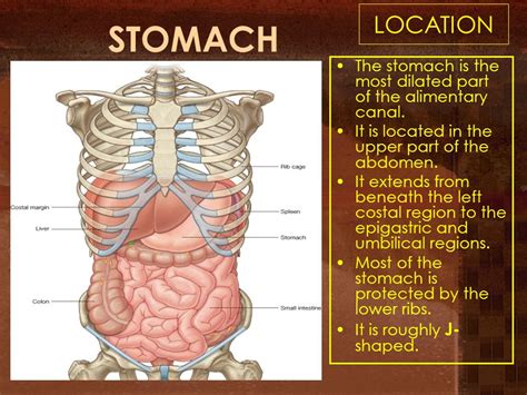 Rash Under Folds Of Stomach Causes Symptoms Pictures And Treatment