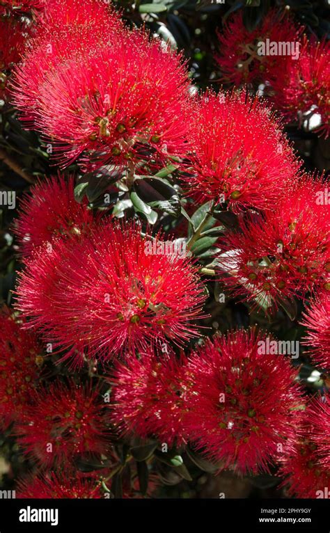 The Beautiful Red Flowers Of The New Zealand Pohutukawa Tree