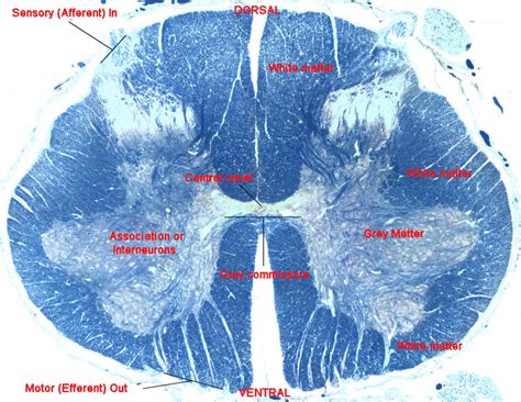 Cross section spinal cord diagram labeled. Medical School • Cross section of the spinal cord