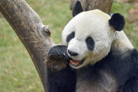 Little Panda Bear Stock Photo Image Of Chengdu Chinese 158897166