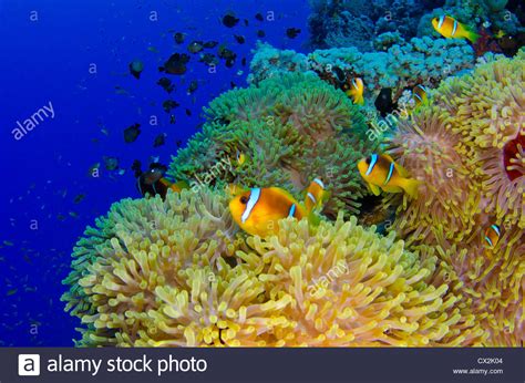 Red Sea Underwater Coral Reef Sea Life Marine Life