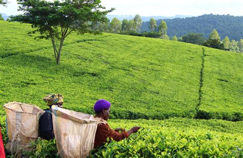 Roaming The Satemwa Tea Plantation Malawi Adventure Bagging