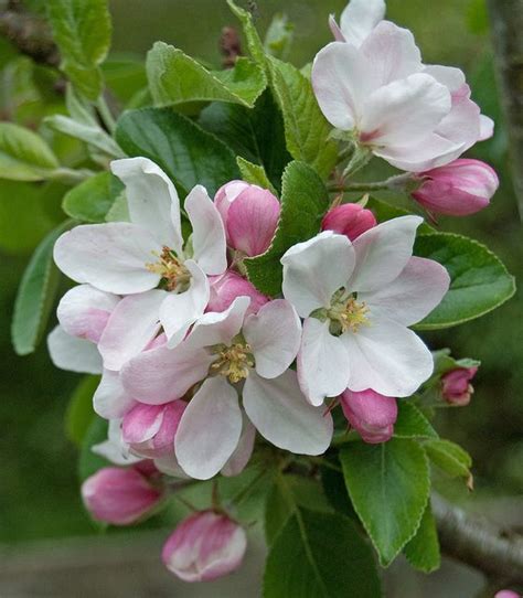Apple Blossom Apple Blossom Flower Apple Flowers Flowers Photography