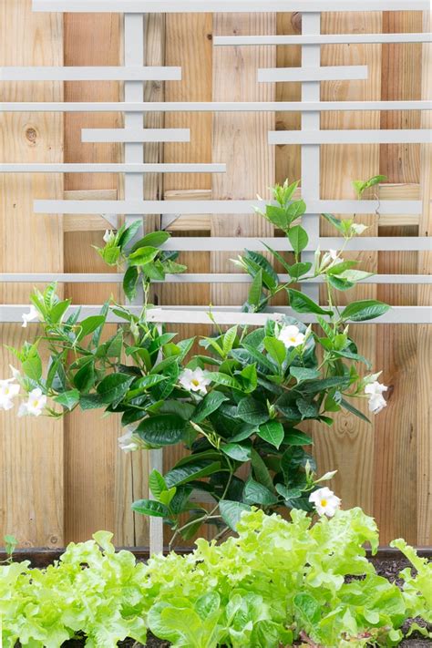 Learn How To Build A Trellis For Vines With My Diy Trellis Tutorial