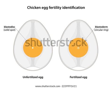 Chicken Egg Fertility Identification Fertilized Eggs Stock Illustration