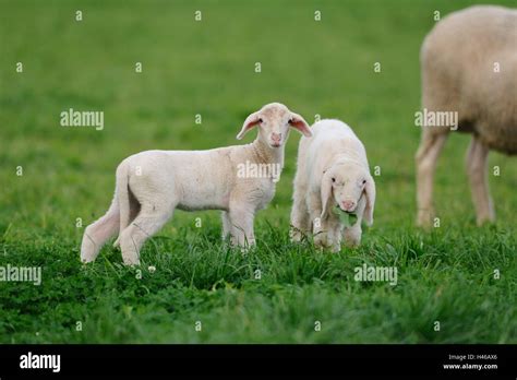 Domestic Sheep Ovis Orientalis Aries Lambs Side View Stand View In
