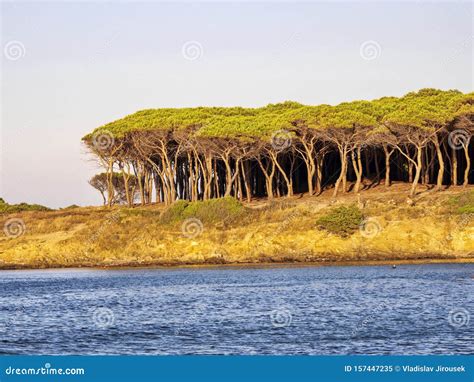 Beautiful Pine Forest On The Coast Sardinia Italy Stock Image Image