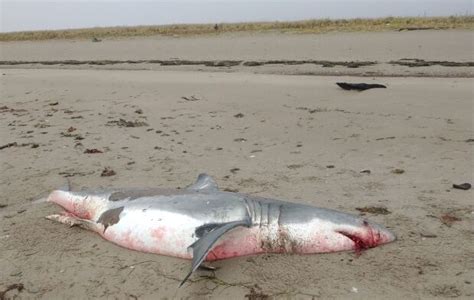 Why Did A Great White Shark Wash Up On A New Brunswick Beach Cbc News