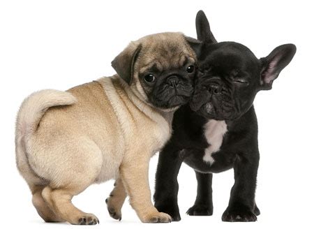 List of popular french bulldog mixes. Frenchie Pug/Frug ( French Bulldog Pug Mix) Info, Puppies ...