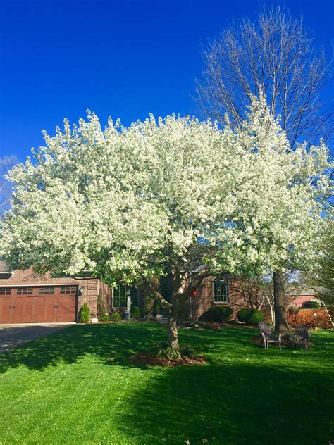 Beautiful White Flowering Crabapple Tree In Our Front Yard Flowering