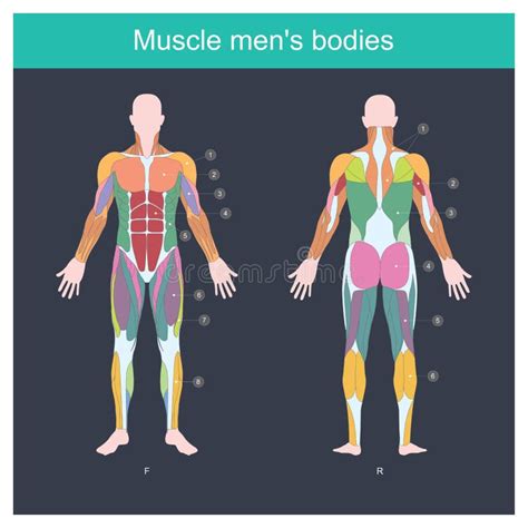 Muscle Chart With Most Important Muscles Of The Human Body Colored