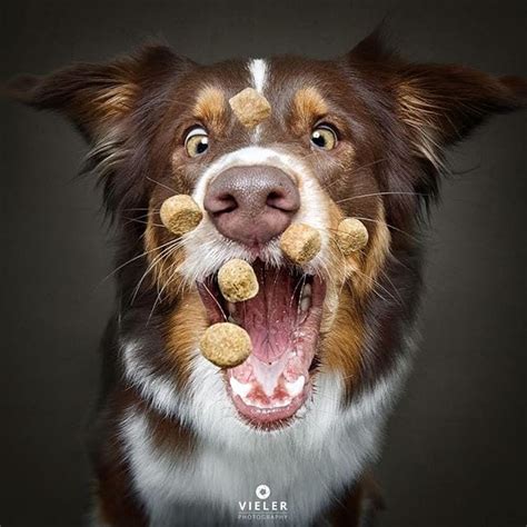 60 Hilarious Dogs Catching Treats Mid Air Portraits