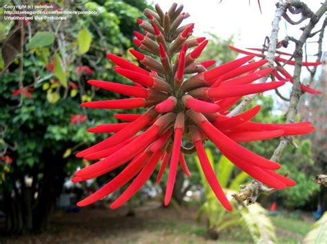 Maybe you would like to learn more about one of these? PlantFiles Pictures: Erythrina Species, Pipal (Erythrina ...