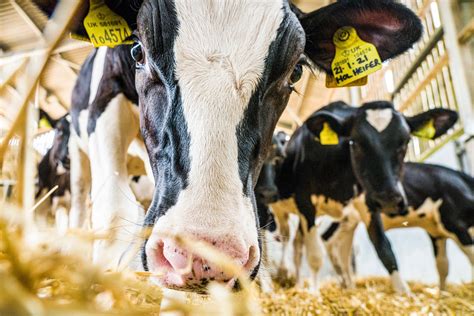 Breeding For Feed Efficient Dairy Cows Sruc