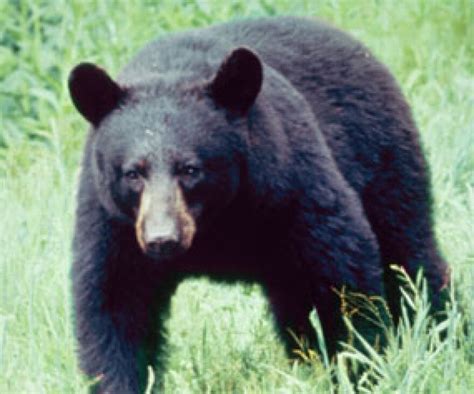 Black Bears Waking Up In Northern Michigan Interlochen Public Radio
