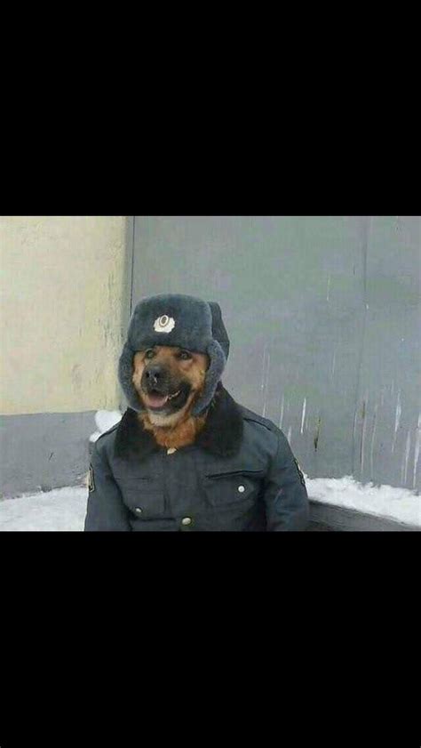 Russian Doggo Anormaldayinrussia