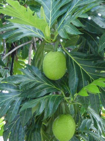 Growing tropical fruit in your garden edible south florida. Nut in my backyard: Southwest Florida gardens can grow ...