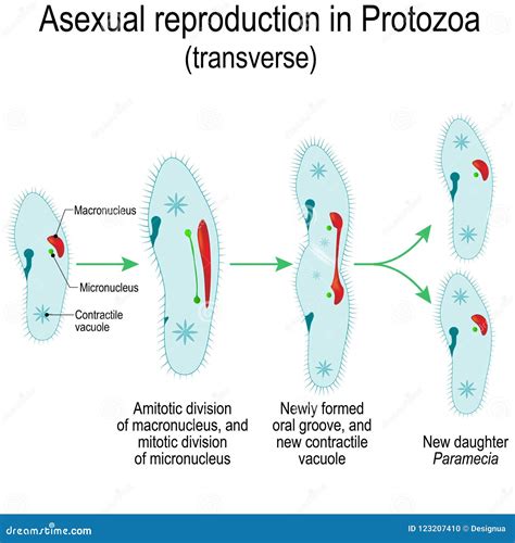 Asexual Reproduction In Protozoa Paramecia Division Stock Vector Illustration Of