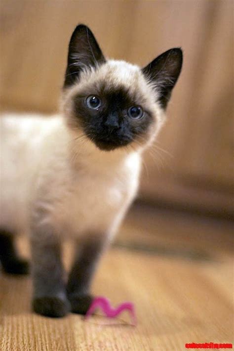 Siamese Cat Smile Cute Cats Hq Free Pictures Of Funny