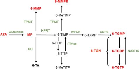 Thiopurine Metabolism Aza Azathioprine Mp 6 Mercaptopurine Tpmt