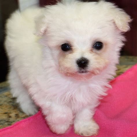 Teacup chihuahua puppies for sale. teacup poodle puppies for sale - Dogable