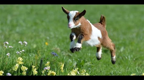 Cute Baby Goats Jumping Compilation Baby Goats Goats Cute Baby