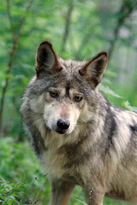 Coexisting With Mexican Gray Wolves A Tale Of Partnerships Defenders