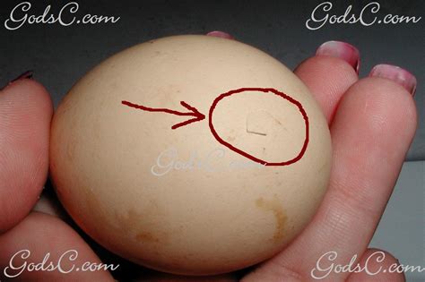 A day is counted as a full 24 hours, so day one would be the first 24 hours after setting the egg. Incu: Complete Hatching chicken eggs late