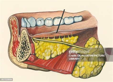 Salivary Glands Photos And Premium High Res Pictures Getty Images