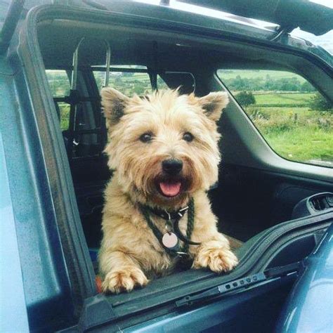 Cairn Terrier Borrowmydoggy Leaving Pawprints Of Happiness