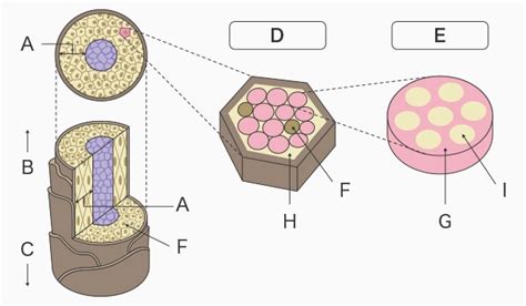 Hair Cross Section Cortex Observation And Cuticle Laminar Layer