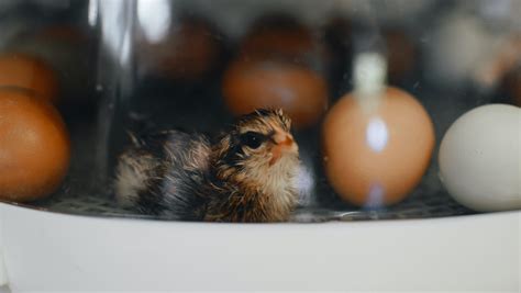 Hatch Chicks Incubator Homesteaders Of America