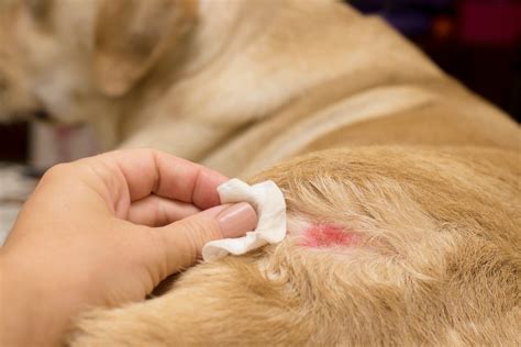 Atopic Dermatitis Allergic Skin Diseases In Dogs Ewalia