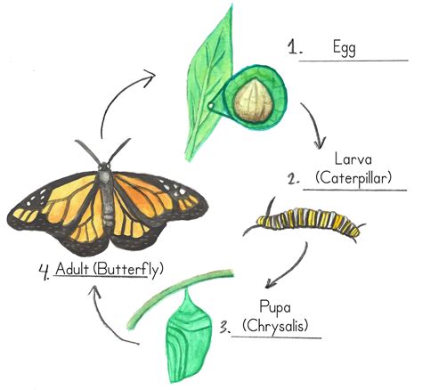Life Cycle Of A Butterfly Biology Quiz Quizizz