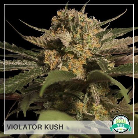 Violator Kush The Social Weed