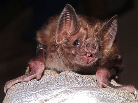 Why Killing Vampire Bats Doesnt Stop Rabies Live Science