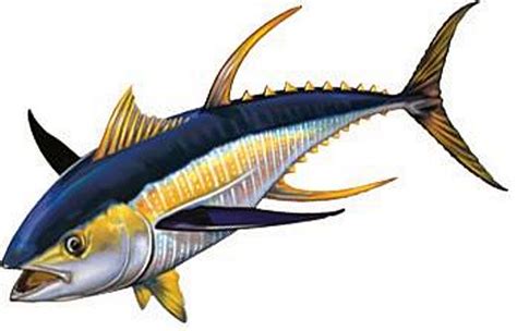 Bluefin Tuna Drawing At Getdrawings Free Download