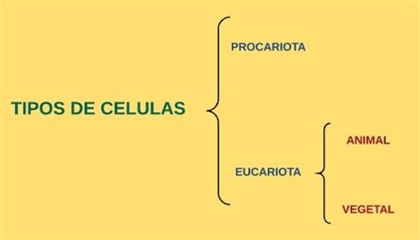 Las Células Y Tipos De Las Células Aprende Facil Areaciencias 2023