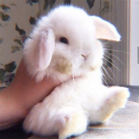 Bunny For Aesthetic Follow If You Like It Next Pict Wait Pet Rabbit