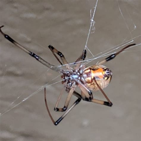 Pest Identification Black Widows And Brown Widows Sentinel Pest