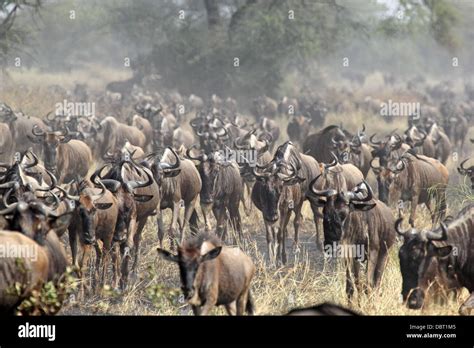 Large Herd Of Blue Wildebeests Connochaetes Taurinus Moving During