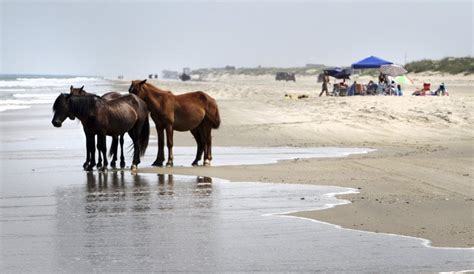 Wild Horses Of The Outer Banks Island Life Nc