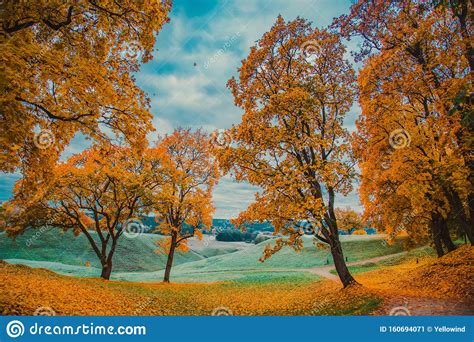 Golden Fall Or Autumn Trees In Park Stock Image Image Of Park
