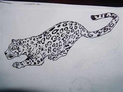 We did not find results for: Jaguar! My favorite big cat. | My drawings, Animal tattoo ...