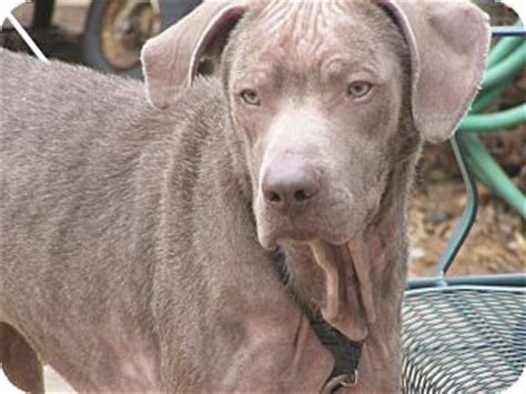 Click here to view animals for adoption at acorn: ECHO | Adopted Dog | Toledo, OH | Labrador Retriever ...