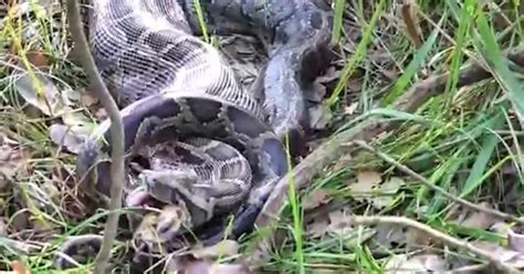 video of python swallowing deer goes viral on social media