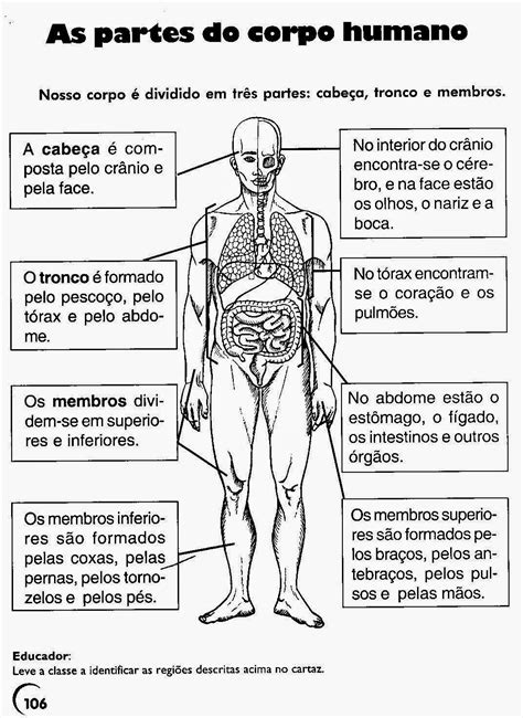 Atividades Corpo Humano 5 Ano