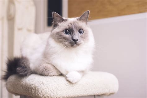 The Best Cat Breeds For First Time Owners Popsugar Uk Pets
