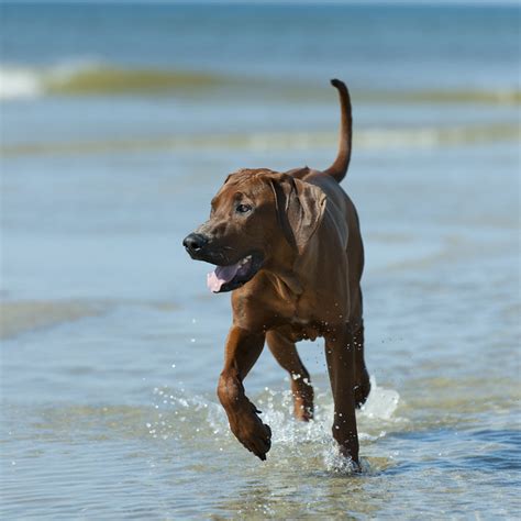 Rhodesian Ridgeback Pictures And Informations Dog
