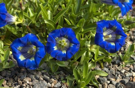 Gentiana Angustifolia Is A Spring Gentian That Forms A Fine Creeping